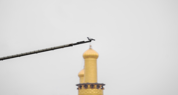 العتبة الحسينية المقدسة 